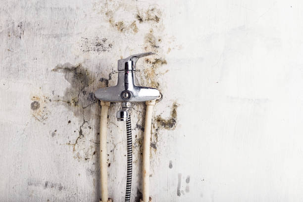 Best Affordable Mold Removal  in Libertyvle, IL