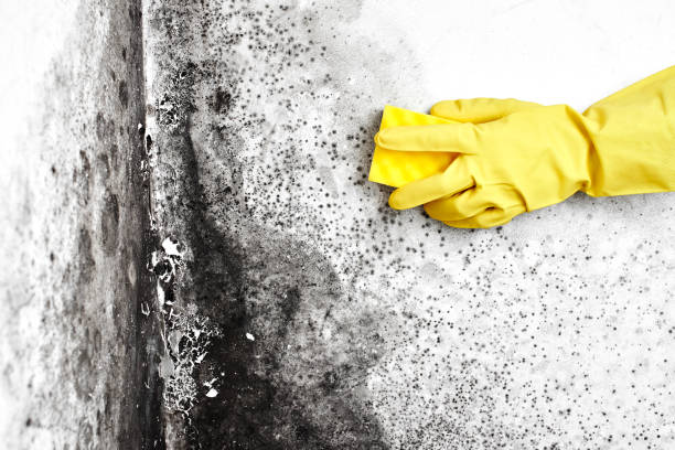 Best Residential Mold Removal  in Libertyvle, IL