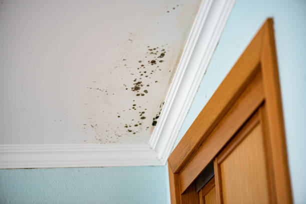 Best Residential Mold Removal  in Libertyvle, IL