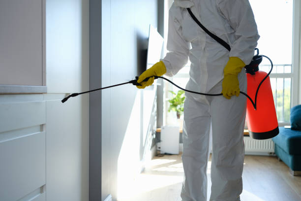 Best Mold Damage Repair  in Libertyvle, IL