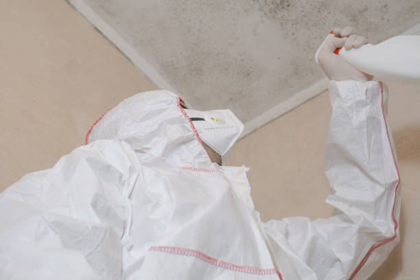 Best Affordable Mold Removal  in Libertyvle, IL