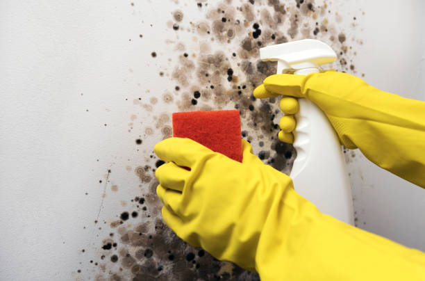 Best Certified Mold Removal  in Libertyvle, IL