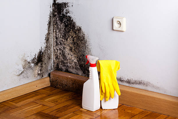 Best Commercial Mold Removal  in Libertyvle, IL