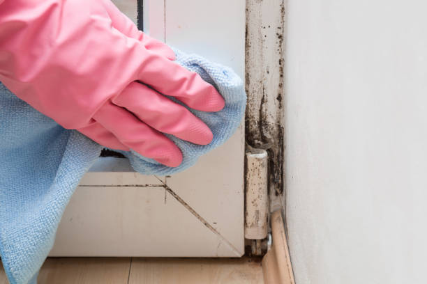Best Crawl Space Mold Removal  in Libertyvle, IL