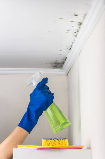 Best Attic Mold Removal  in Libertyvle, IL